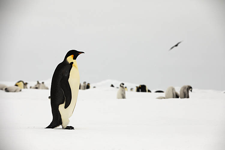 Emperor Penguin (Aptenodytes forsteri)