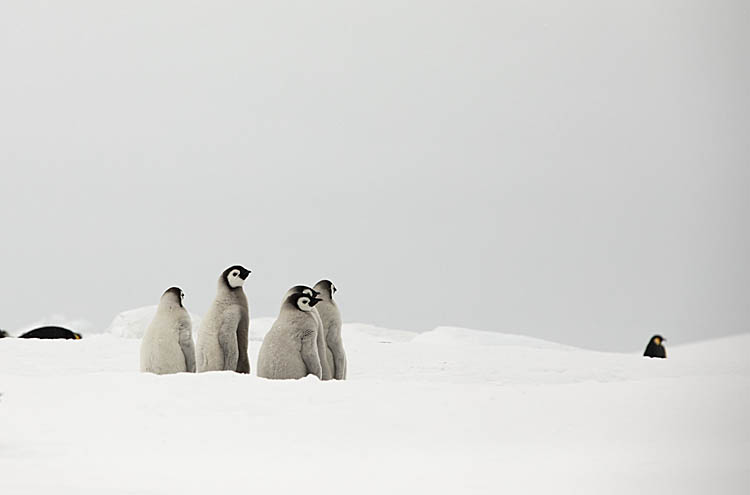 Emperor Penguin (Aptenodytes forsteri)