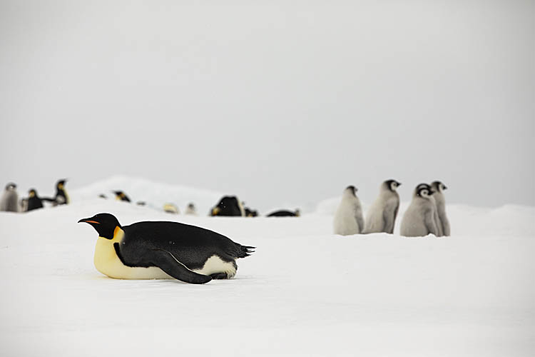 Emperor Penguin (Aptenodytes forsteri)