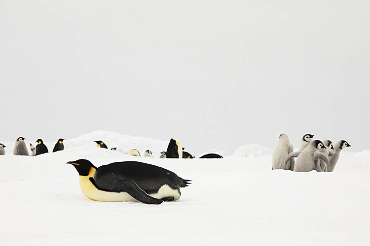 Emperor Penguin (Aptenodytes forsteri)