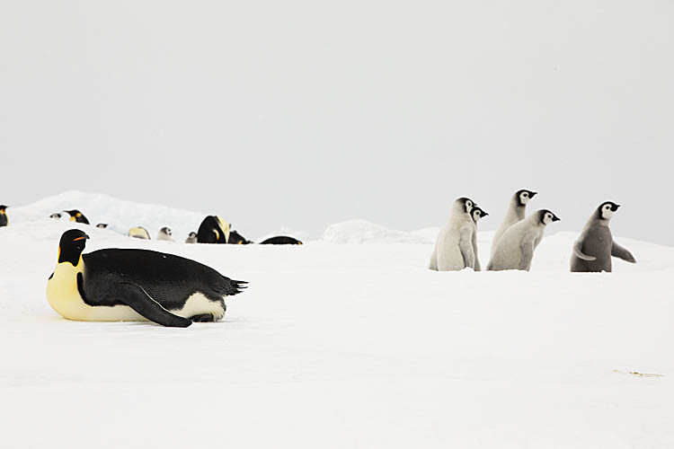 Emperor Penguin (Aptenodytes forsteri)