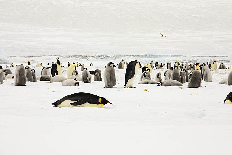 Emperor Penguin (Aptenodytes forsteri)