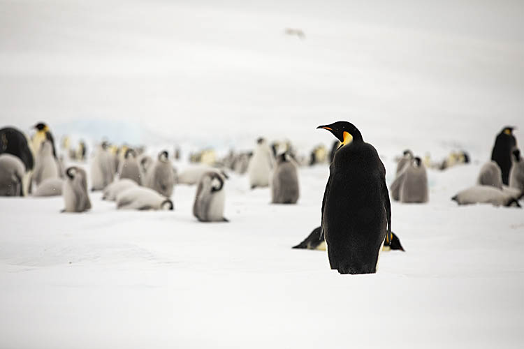 Emperor Penguin (Aptenodytes forsteri)