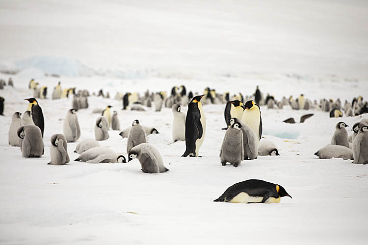 Emperor Penguin (Aptenodytes forsteri)