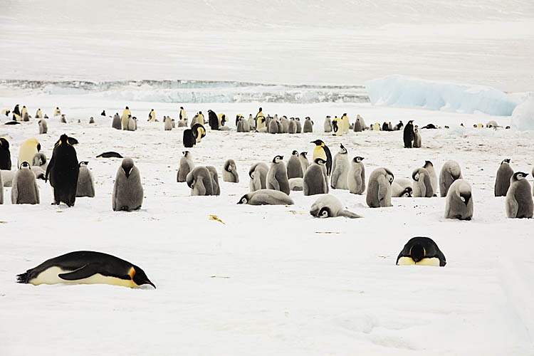 Emperor Penguin (Aptenodytes forsteri)