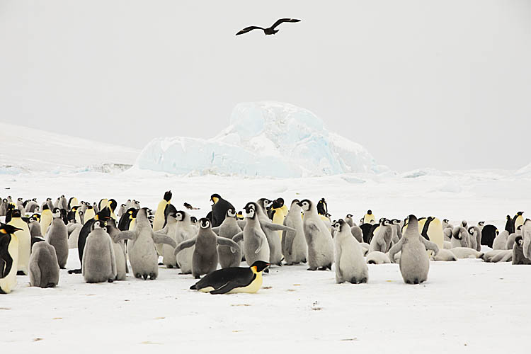 Emperor Penguin (Aptenodytes forsteri)