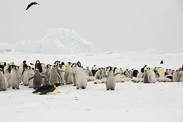 Emperor Penguin (Aptenodytes forsteri)