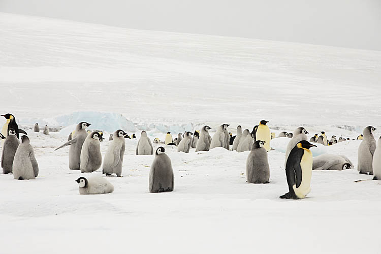 Emperor Penguin (Aptenodytes forsteri)