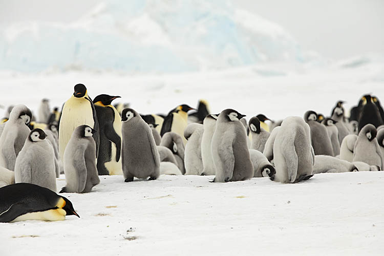 Emperor Penguin (Aptenodytes forsteri)