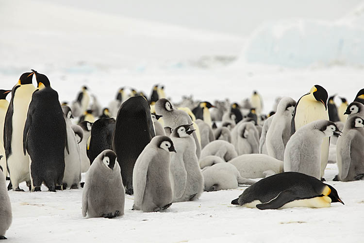 Emperor Penguin (Aptenodytes forsteri)