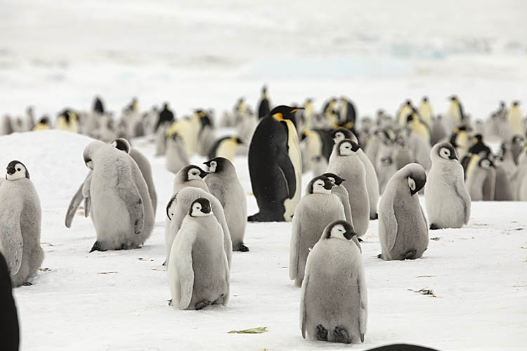 Emperor Penguin (Aptenodytes forsteri)