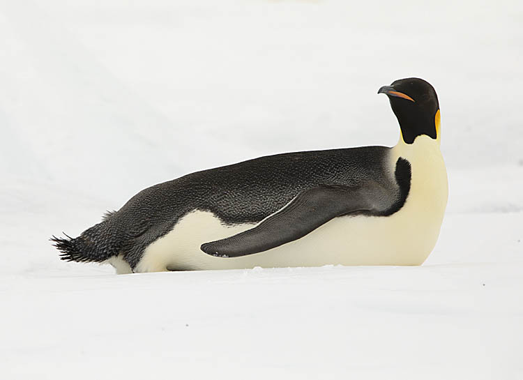 Emperor Penguin (Aptenodytes forsteri)