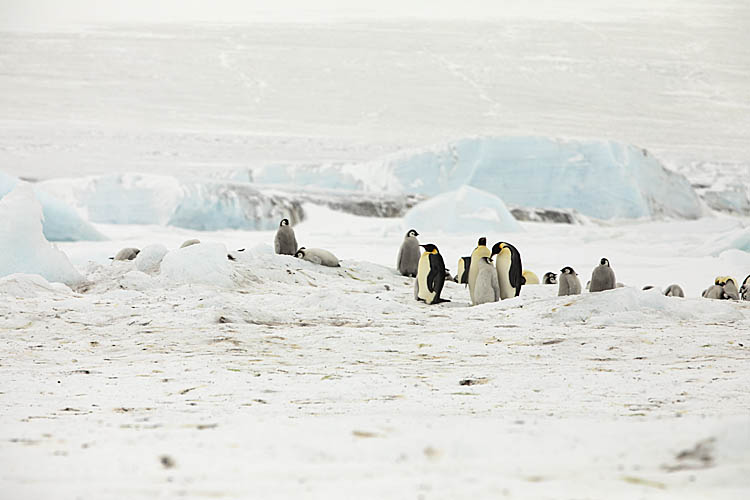 Emperor Penguin (Aptenodytes forsteri)