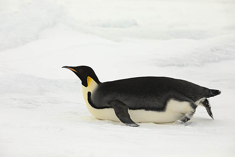 Emperor Penguin (Aptenodytes forsteri)