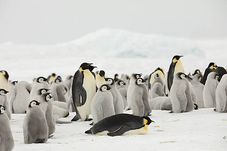 Emperor Penguin (Aptenodytes forsteri)