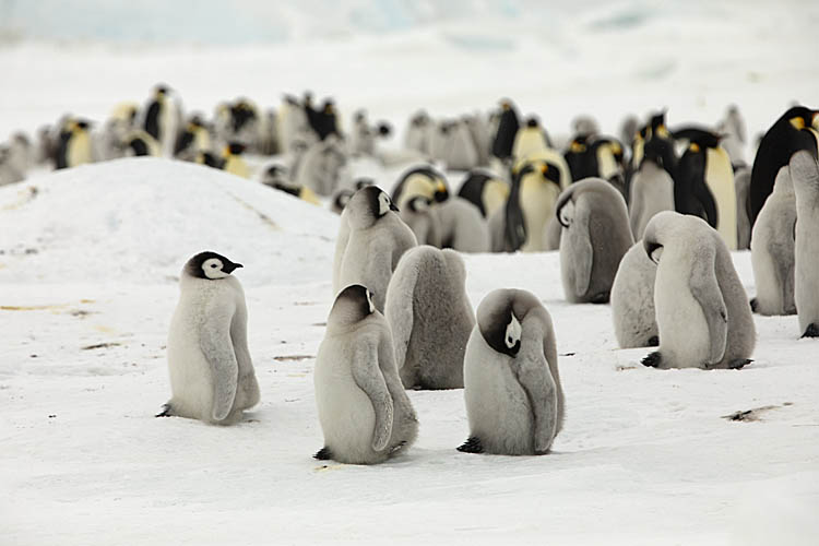 Emperor Penguin (Aptenodytes forsteri)