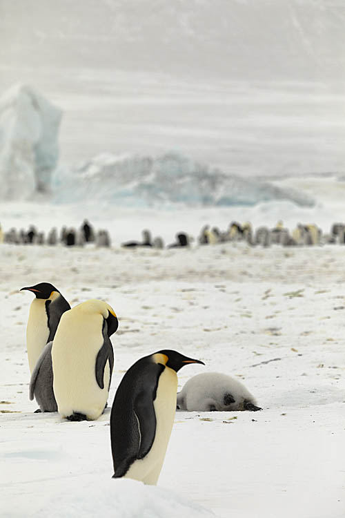 Emperor Penguin (Aptenodytes forsteri)