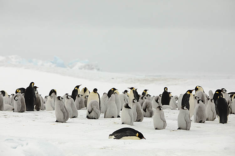 Emperor Penguin (Aptenodytes forsteri)