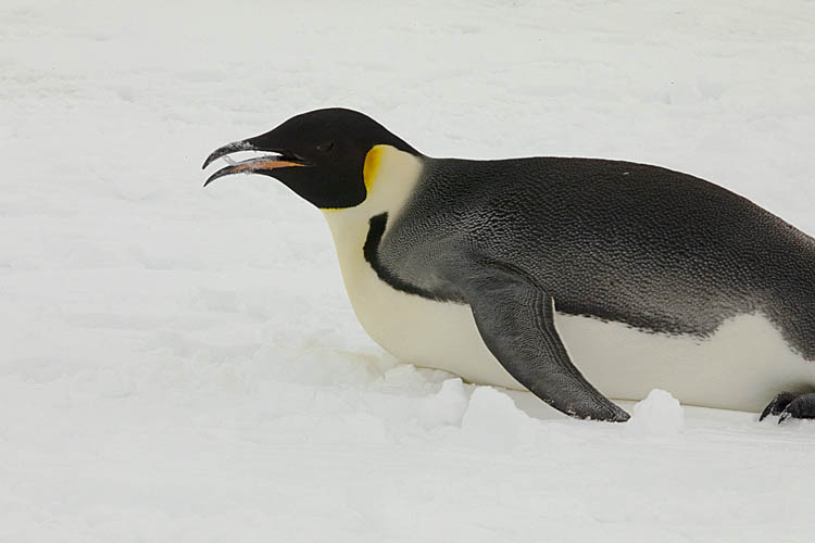 Emperor Penguin (Aptenodytes forsteri)