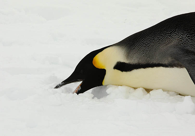 Emperor Penguin (Aptenodytes forsteri)