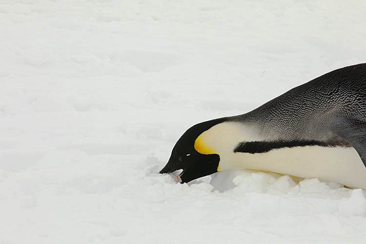 Emperor Penguin (Aptenodytes forsteri)