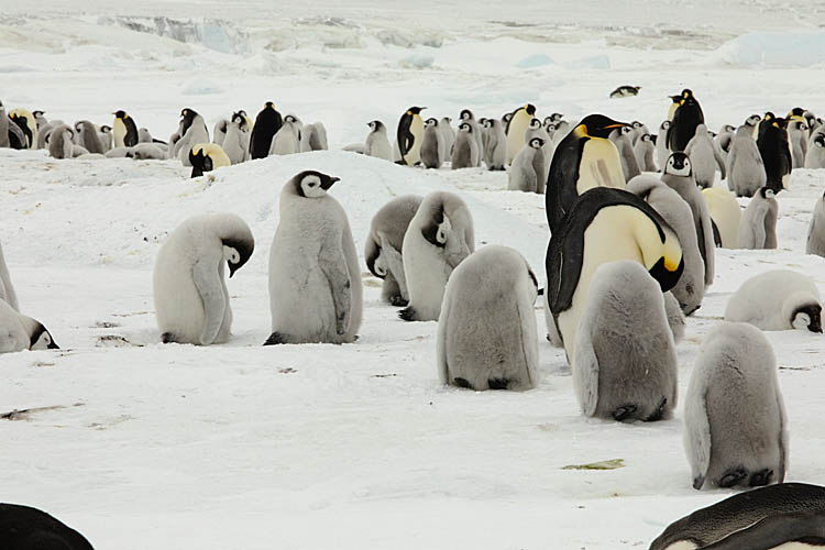 Emperor Penguin (Aptenodytes forsteri)