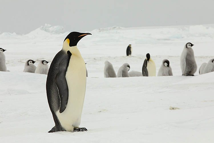 Emperor Penguin (Aptenodytes forsteri)