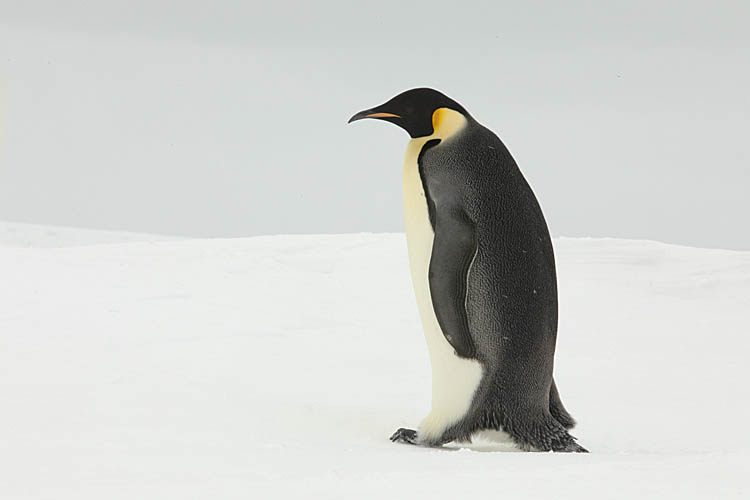 Emperor Penguin (Aptenodytes forsteri)