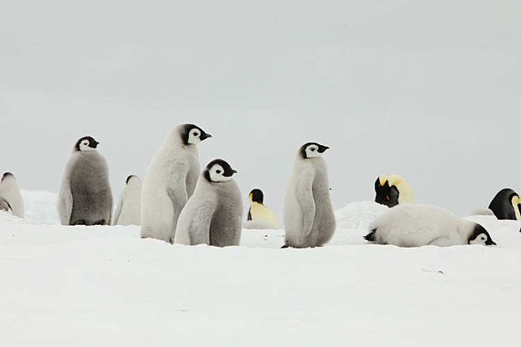 Emperor Penguin (Aptenodytes forsteri)