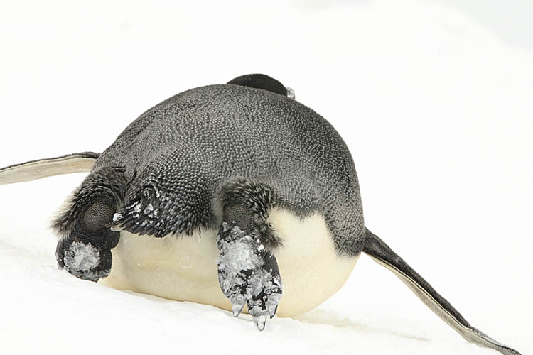 Emperor Penguin (Aptenodytes forsteri)