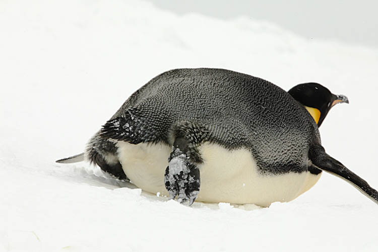 Emperor Penguin (Aptenodytes forsteri)