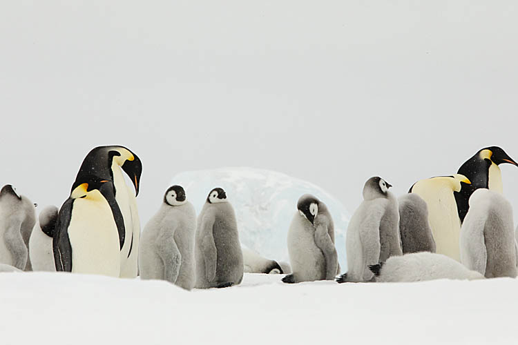 Emperor Penguin (Aptenodytes forsteri)