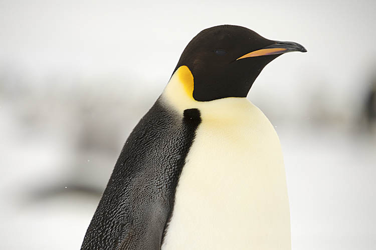 Emperor Penguin (Aptenodytes forsteri)