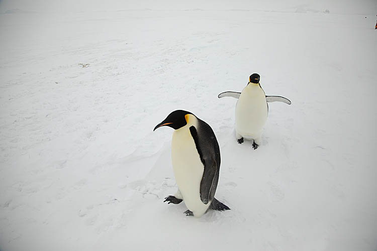 Emperor Penguins (Aptenodytes forsteri)