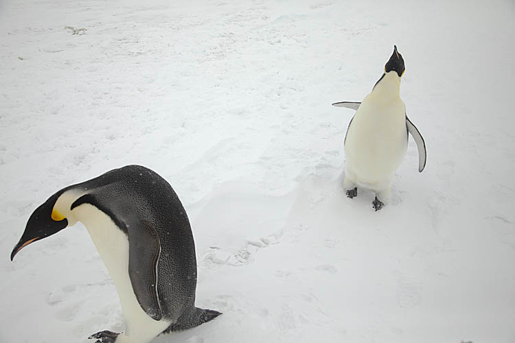 Emperor Penguin (Aptenodytes forsteri)