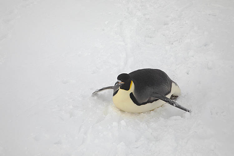 Emperor Penguin (Aptenodytes forsteri)