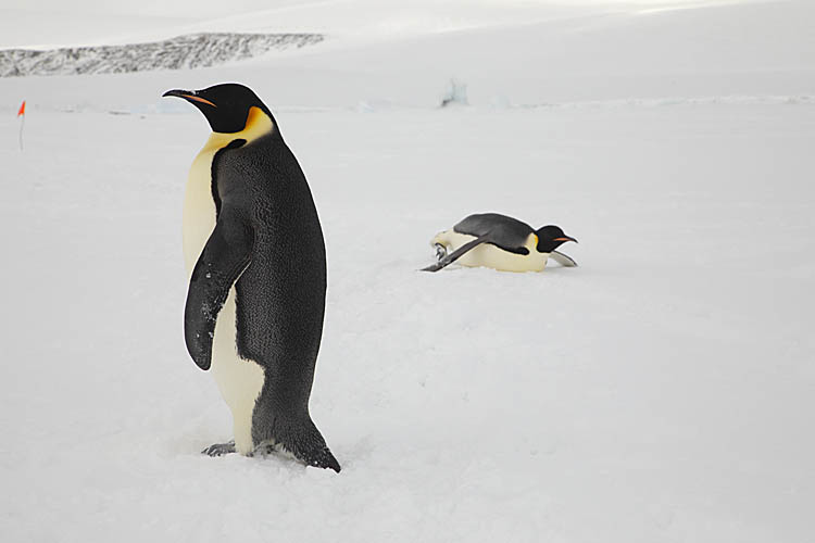 Emperor Penguins (Aptenodytes forsteri)