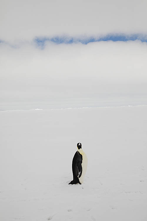 Emperor Penguin (Aptenodytes forsteri)