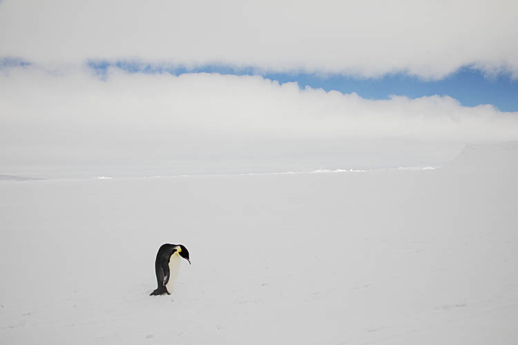 Emperor Penguin (Aptenodytes forsteri)