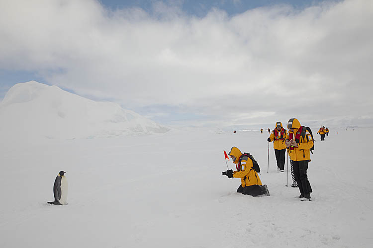 Emperor Penguin (Aptenodytes forsteri)