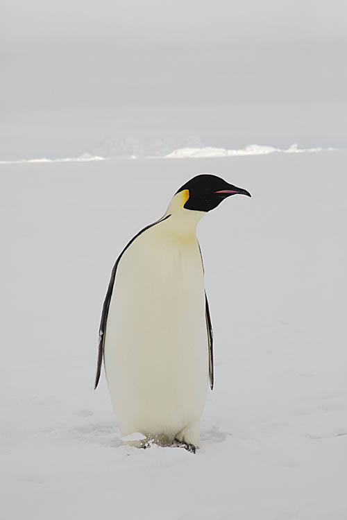 Emperor Penguin (Aptenodytes forsteri)