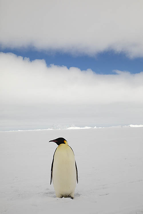 Emperor Penguin (Aptenodytes forsteri)