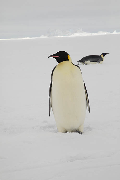 Emperor Penguins (Aptenodytes forsteri)