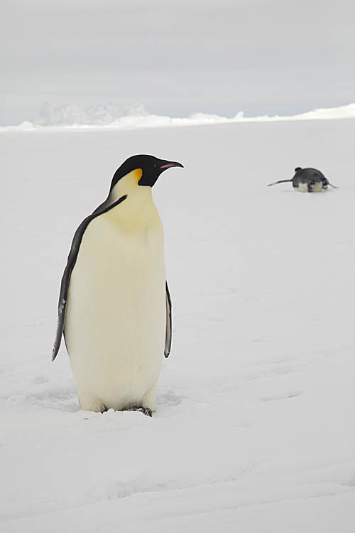 Emperor Penguins (Aptenodytes forsteri)