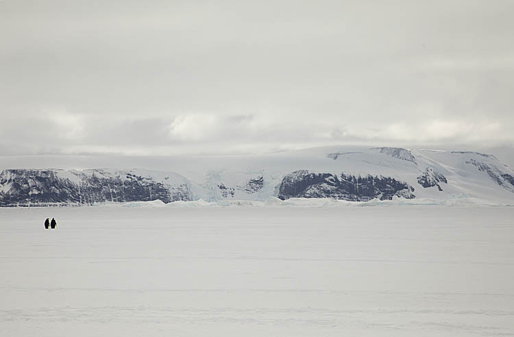 Emperor Penguins (Aptenodytes forsteri)