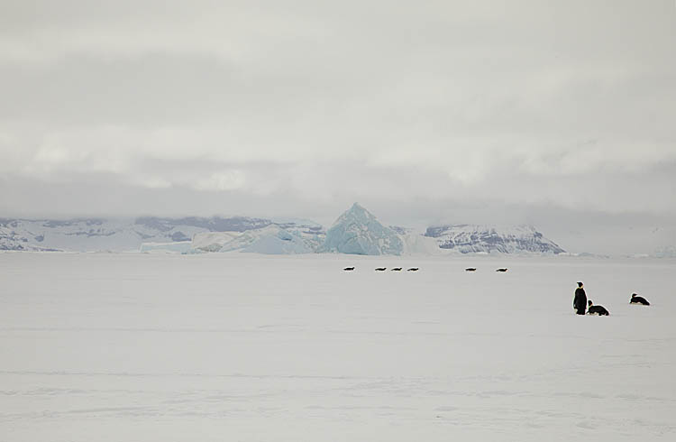 Emperor Penguin (Aptenodytes forsteri)