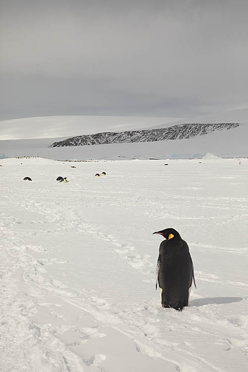 Emperor Penguin (Aptenodytes forsteri)