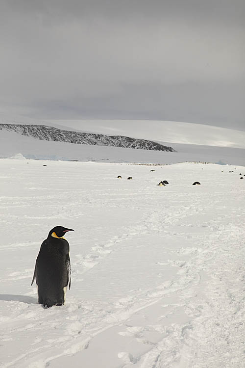 Emperor Penguin (Aptenodytes forsteri)