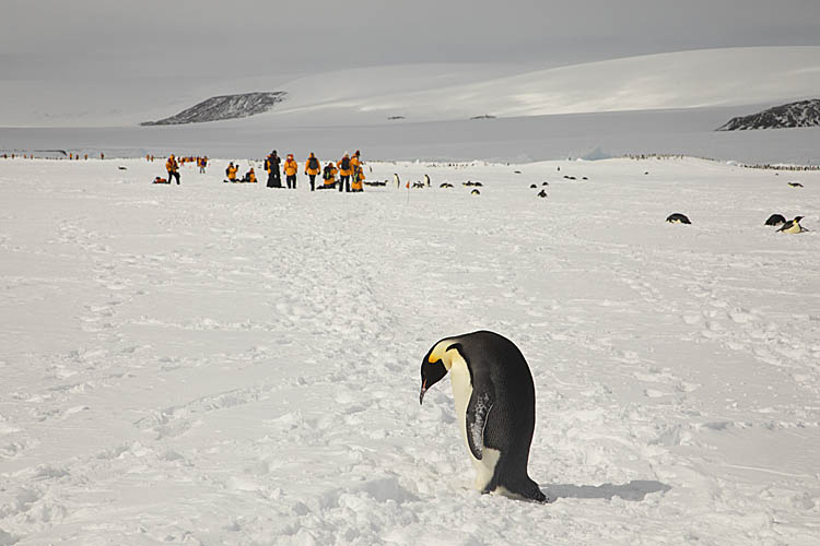 Emperor Penguin (Aptenodytes forsteri)