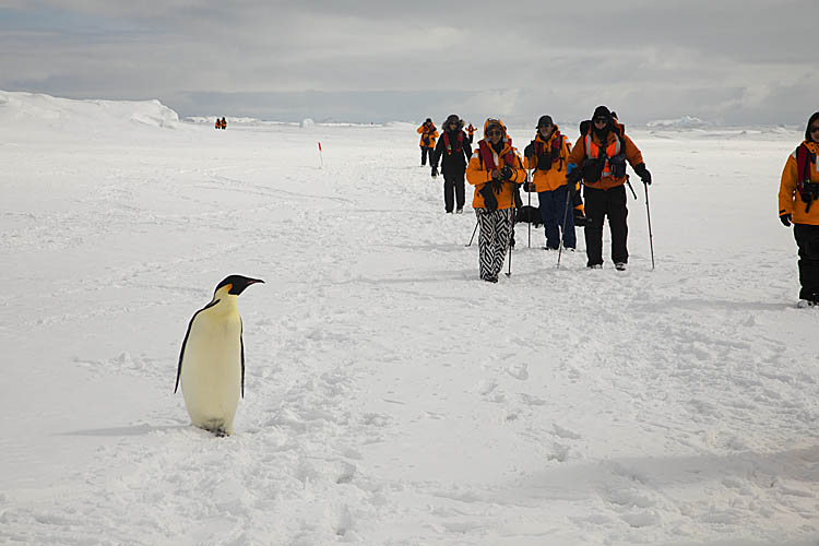 Emperor Penguin (Aptenodytes forsteri)